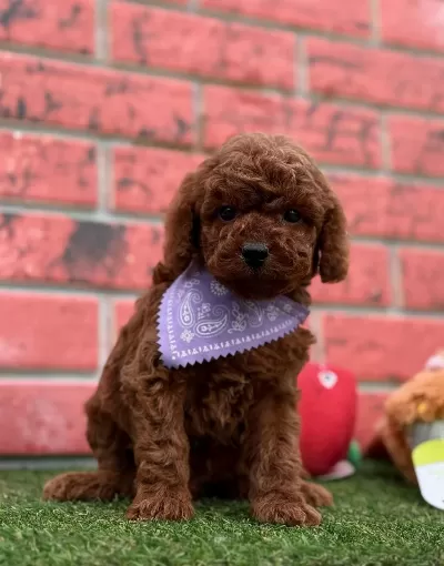 Safkan Toy Poodle Bebekler