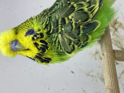 Üreticiden Show Jumbo Muhabbet Kuşu