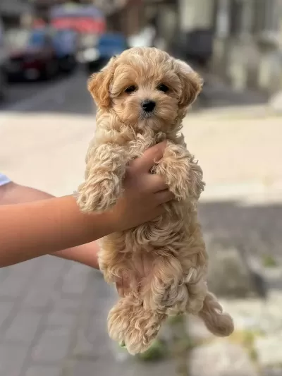 Orjinal Maltipo Yabrularımız