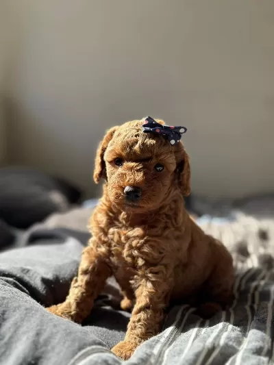 En İyisinden Erkek Dişi Poodle Bebekler