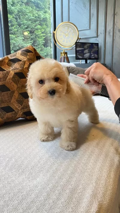 İpeksi Tüylü Neşe Küpü Maltipoo Yavruları