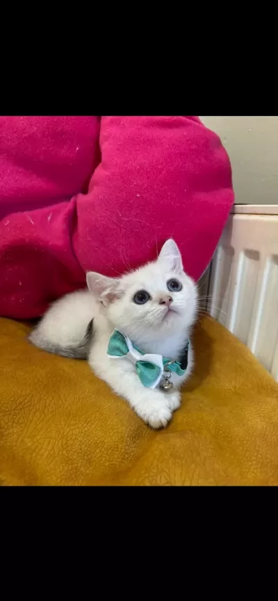 British Shorthair Erkek Yavrumuza Yuva (uyguna)