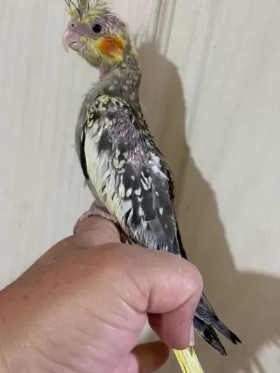 38 Günlük El Besleme Evcil Sultan Papağani Bebek