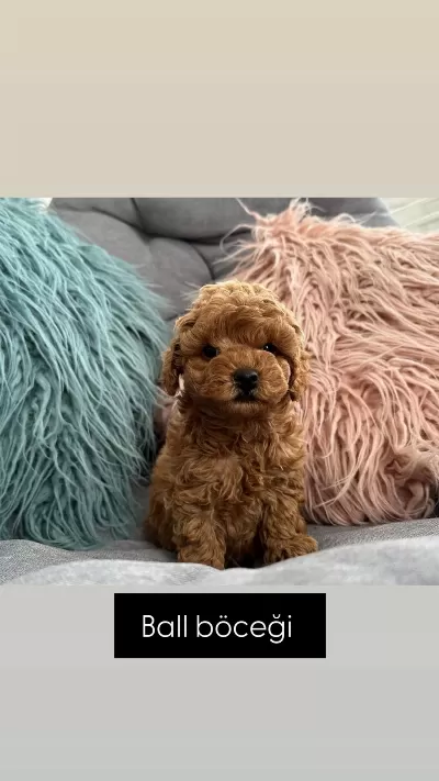 Harika Kore Toy Poodle
