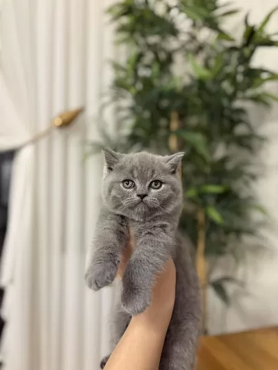 British Shorthair Silver Point Yavrularim