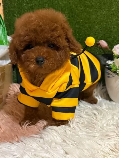 Toy Poodle Yavrularımız