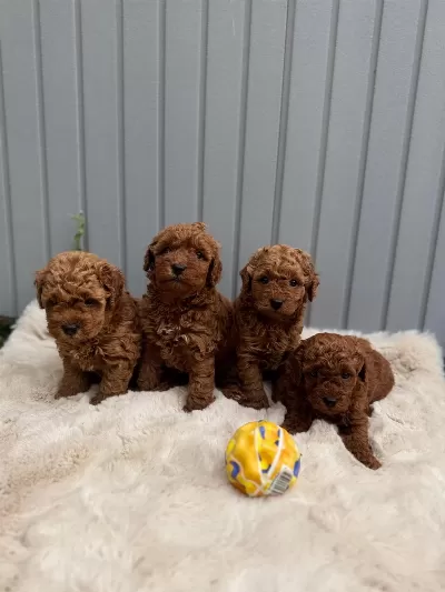 Güzeller Güzeli Poodle Bebekler