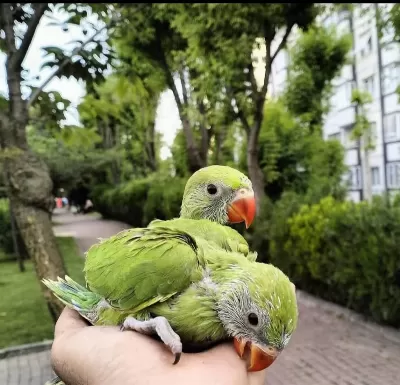 El Besleme Pakistan Papağanı