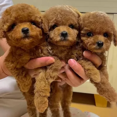 Toy Poodle Yavrulari