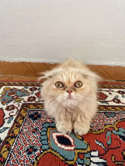 İran Kedisi Dişi 3 Aylık