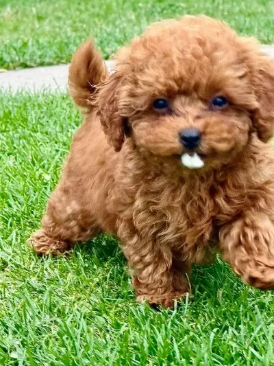 Toypoodle Yavrularımız