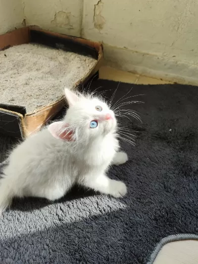 Van Kedisi Kum Eğitimi Var