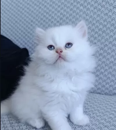 Masmavi Gözlere Sahip British Longhair Yavrular