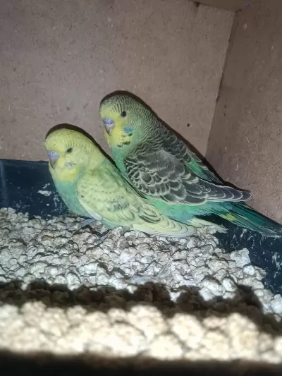 Jumbo Muhabbet Kuşu Yavrular