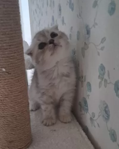 Scottish Fold Silver Erkek
