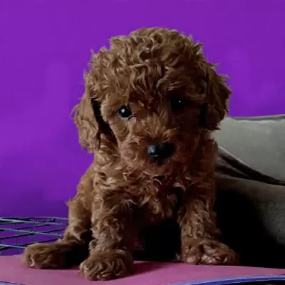 En Küçüğü Safkan Toy Poodle