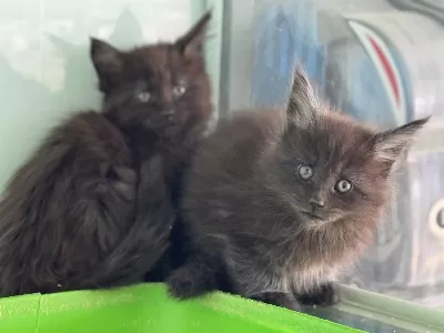 Çok Özel Aşılı Pasaportlu Maine Coon Yavrularımız