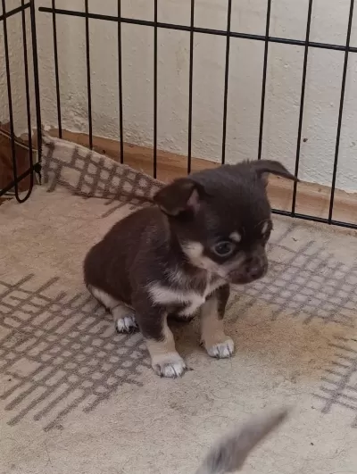 Mini Chihuahua ( Şivava ) Yavrularımız