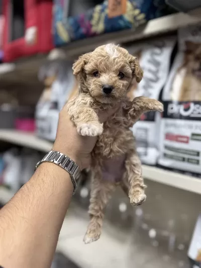 Maltipoo 0 Boy Yavrularımız