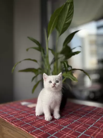 British Shorthair Silver Yavrularim