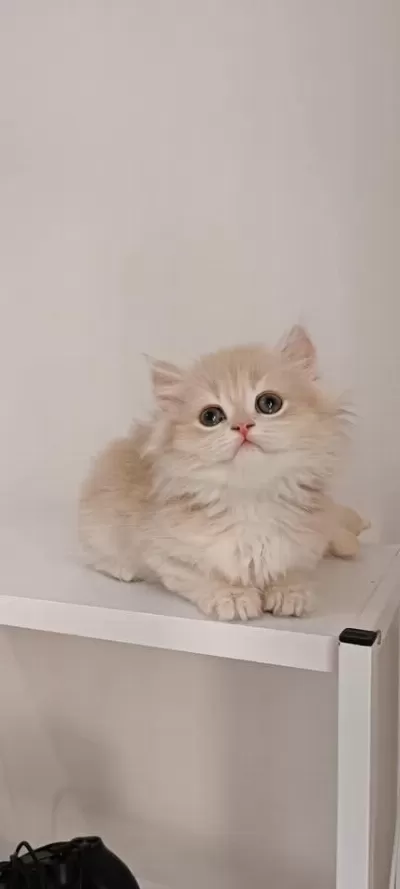 Özel Renk Chocolate Golden British Longhair