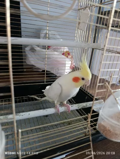 Sultan Papağanı 11 Aylık