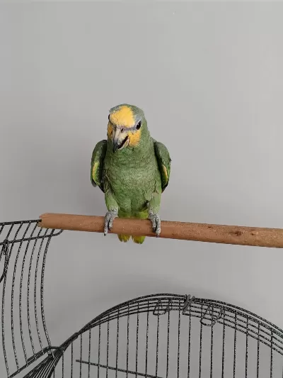 Yavru Amazon Papağanı Sarı Alın