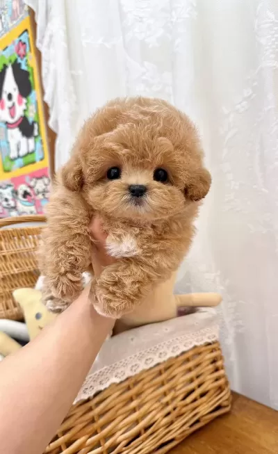 Teacup Kore Maltipoo Yavruları