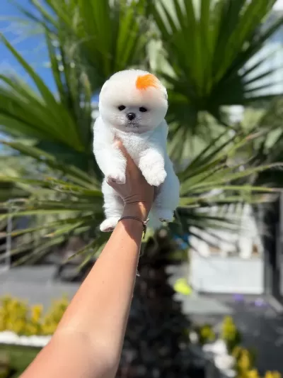 Orjinal Pomeranian Boo