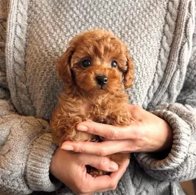 Toy Poodle İrk Garantili Yavrular