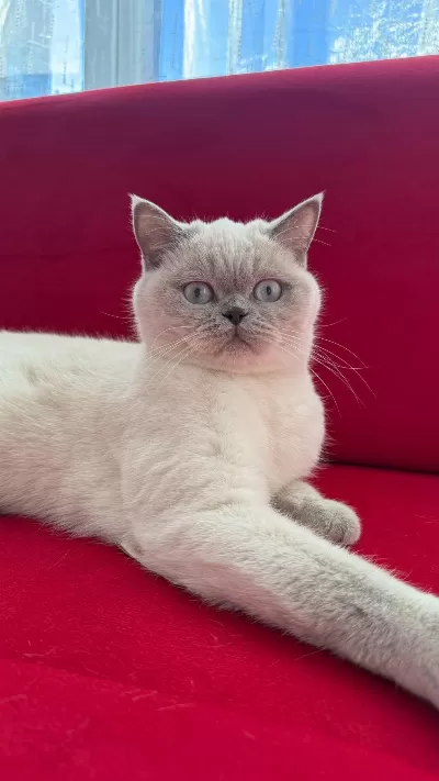 2 Yaşında Dişi Kısırlaştırılmış British Shorthair