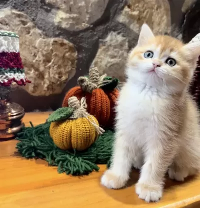 Saf Kan Golden British Shorthair Yavrular (wcf Kayıtlı)