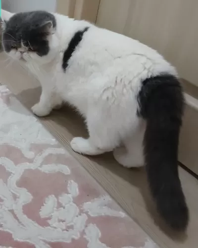 İran Egzotik Shorthair Erkek Kedimiz Sahiplendirilecek