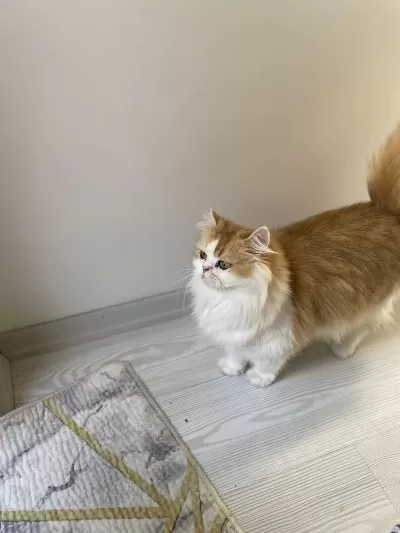 Muhteşem Güzellikte British Longhair
