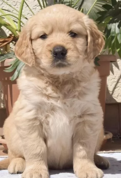 Golden Retriever Köpeğimiz Safkan
