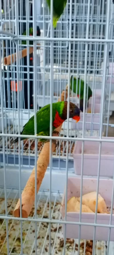 Lori Papağanı Dişili Erkekli