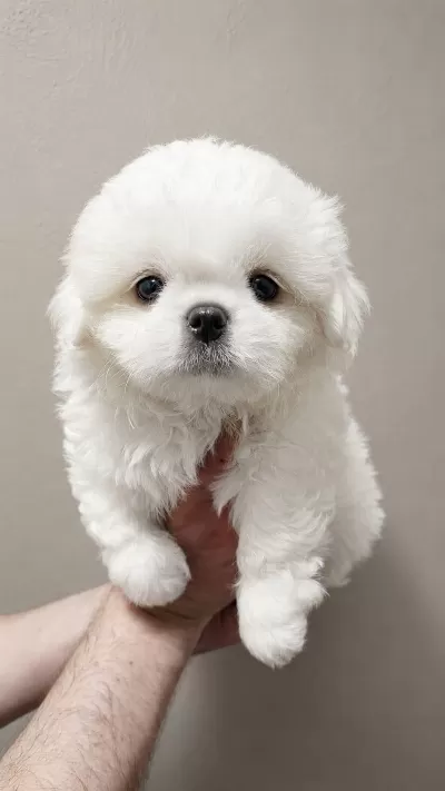 Pamuk Gibi Maltese Terrier Tuvalet Eğitimli