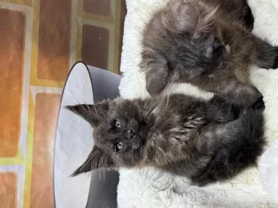 Black Smoke Maine Coon