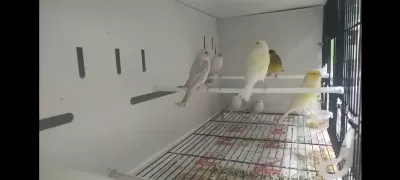 Sarı Mozaik Kanaryamız