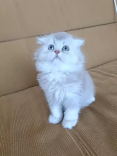 Sadece Aileye British Longhair