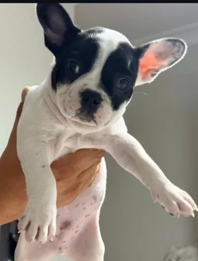 Fransız Bulldog Köpeğimiz İçin Ulaşın