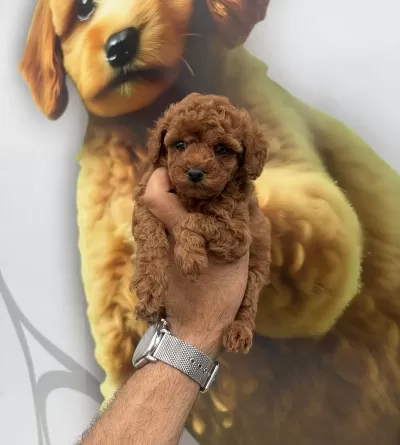 Toy Poodle Yavrularımız