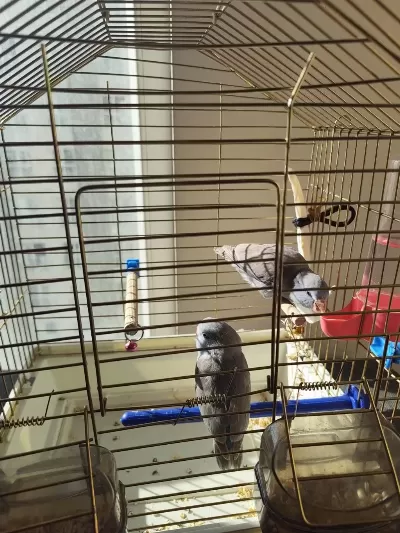 2 Aylık El Besleme Ele Alışık Forpus Papağanı Ücretli