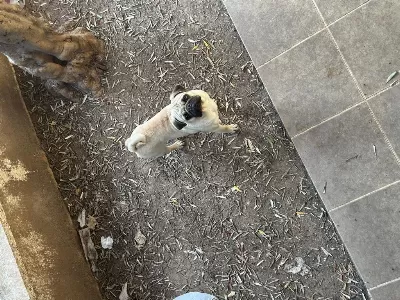 Orijinal Pug 3 Aylık