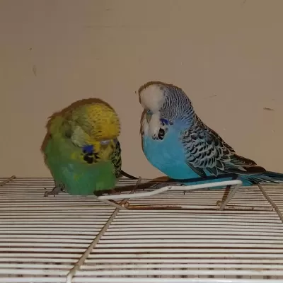 Jumbo Muhabbet Kuşları