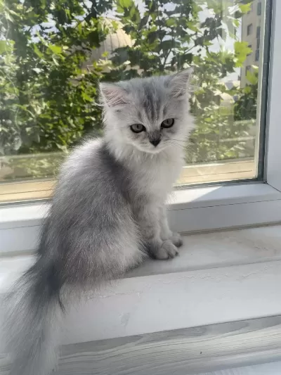 British Longhair Güzel Kızımız