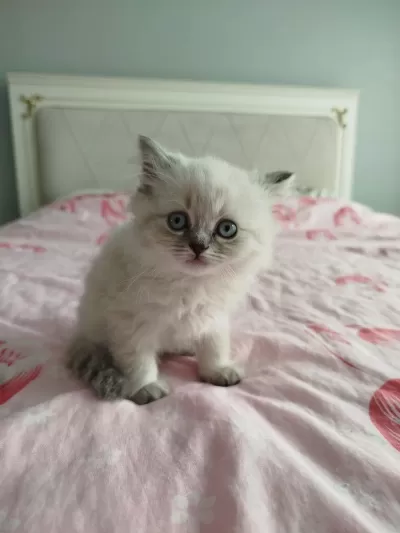 British Blue Point 2 Aylık