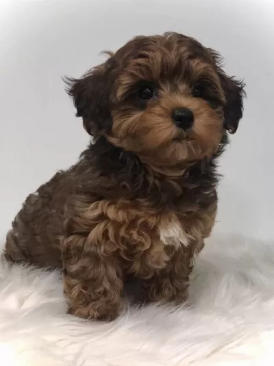 Morkie Yavrularımızı Canlı Görerek Alabilirsiniz
