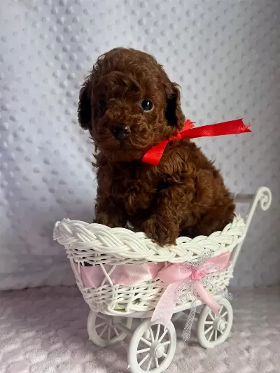 Dark Brown Teacup Yavrular