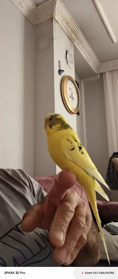 Konuşan Muhabbet Kuşu Limon